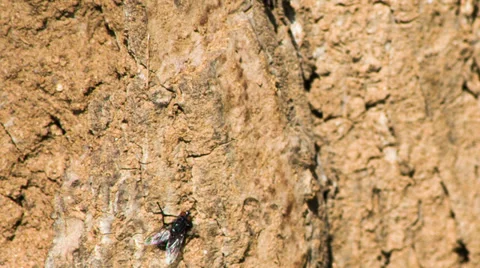 Fly macro on the stone. Shot to RAW, wide dynamic range 库存影片 27962353