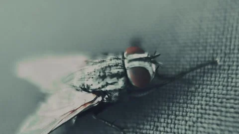 A Fly from a Macro view Stock Footage 336442718
