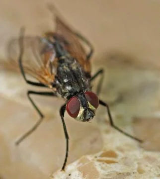 A fly in macro view Stock Photos