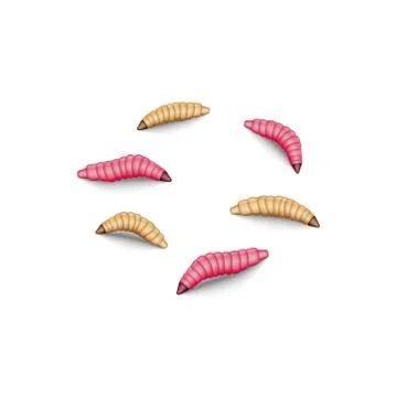Fly maggot lure set isolated on white background, 3d insects realistic vector Stock Illustration