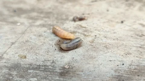 Fly maggots and larvae crawling on a concrete surface Stock Footage 340389058