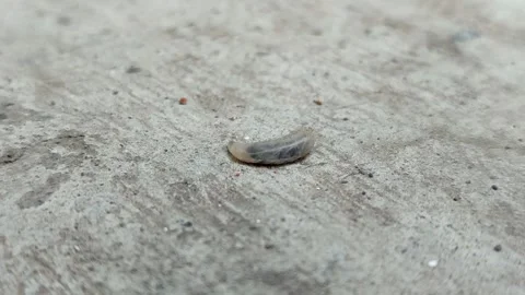 Fly maggots and larvae crawling on a concrete surface Stock Footage 340389081