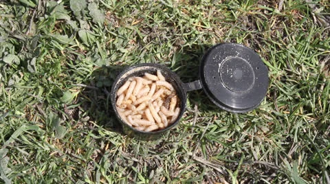 Fly maggots 動画素材 22565211