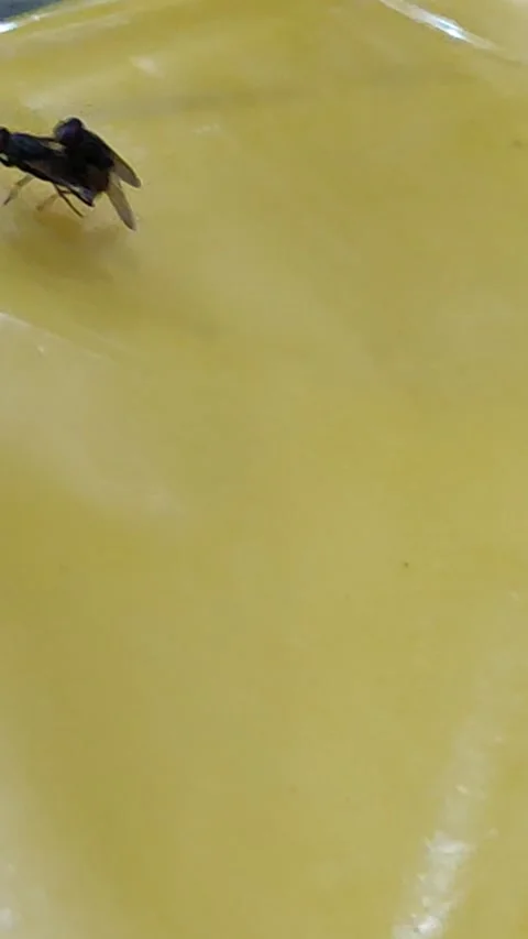Fly making love at yellow background Video stock 297764256