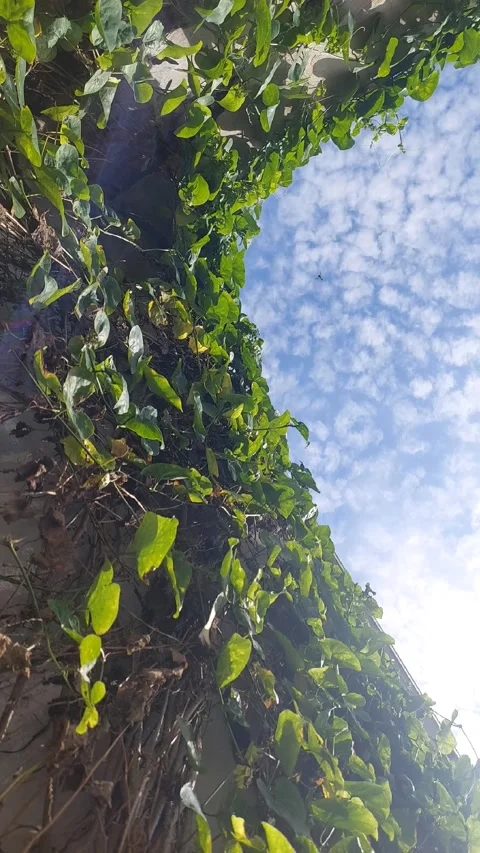 Fly to Mammatus Clouds Video stock 303759429