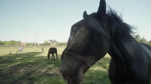 A fly mask on the muzzle of a riding horse to protect livestock from insects. 스톡 동영상 277045363