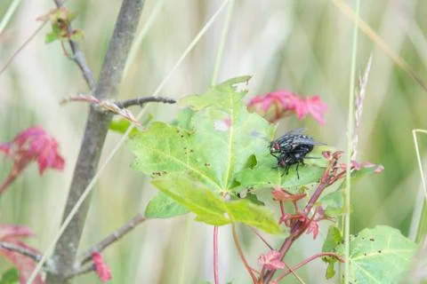 Fly mating on a leaf outside, funny animal Stock Photos