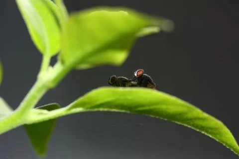 Fly mating in shadow Foto stock