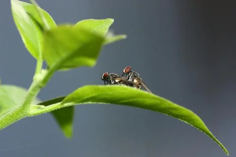 Fly mating in shadow Stock Photos