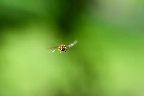 Fly with me Stock-Fotos