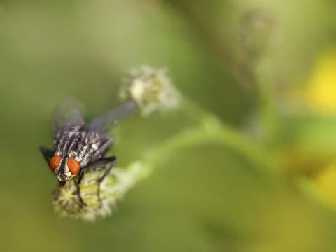 Fly in the meadow Stock Photos