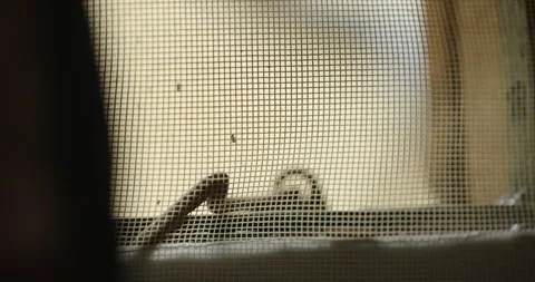 Fly on a metal mesh Stock Footage 312972226