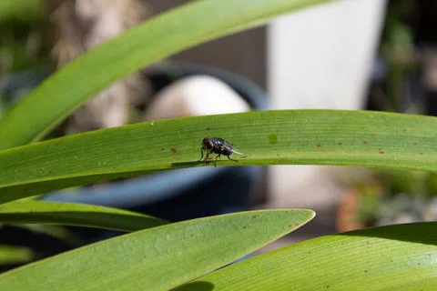 Fly In The Middle Of a Long Leaf In The Yard Stock Photos