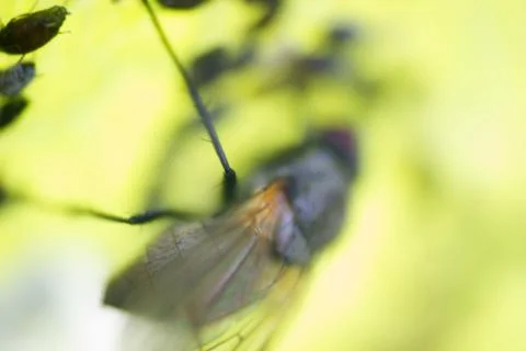 Fly milking aphids on a leaf Stock Photos