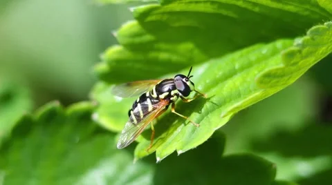 Fly mimicking a bee Stock Footage 50165781