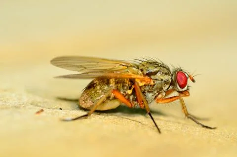 Fly with mites Stock Photos