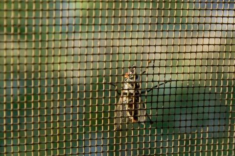 Fly on a mosquito grid Stock Photos