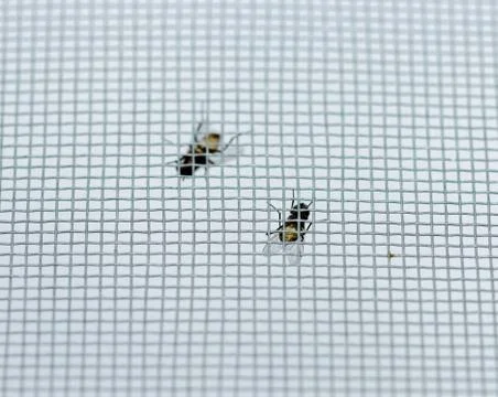 A fly on a mosquito net Stock Photos