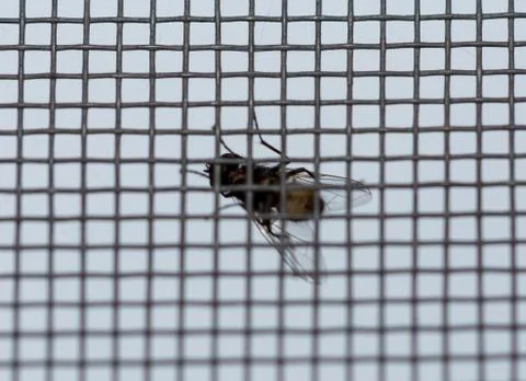 A fly on a mosquito net Foto stock