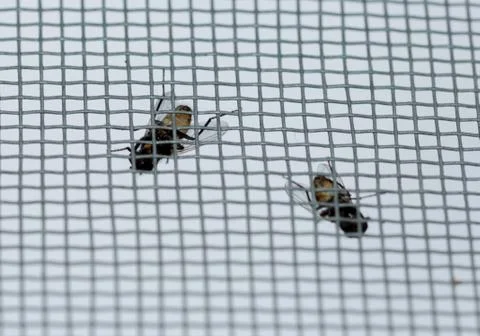 A fly on a mosquito net Stock Photos
