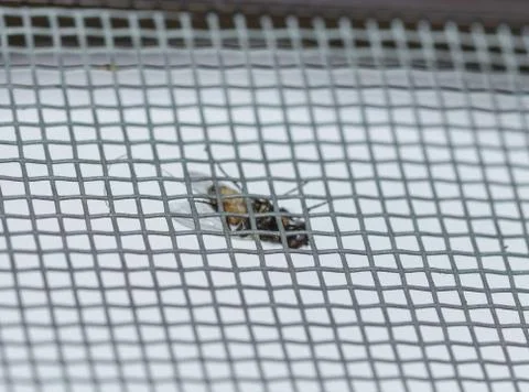 A fly on a mosquito net Stock Photos
