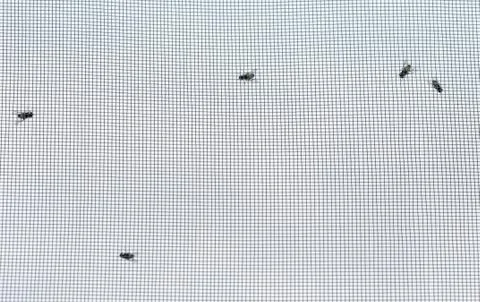 A fly on a mosquito net Stock Photos