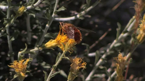 Fly on Mountain flower 스톡 동영상 37597565