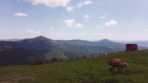 Fly To Mountain Range With Cows Grazing Video stock 198853443