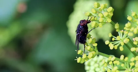 Fly Moving On Alexanders Plant Stock Footage 151820562