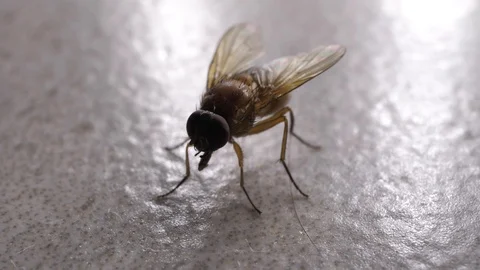 Fly Moving Stock Footage 93314500