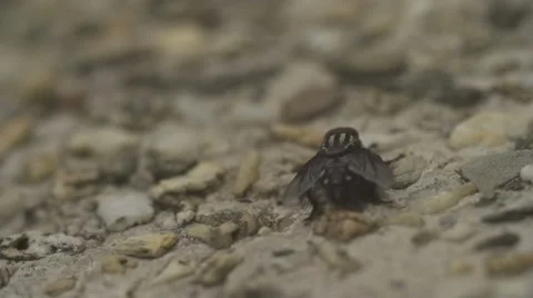 Fly moving on stone floor close up 스톡 동영상 52101657