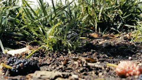 THE FLY + THE MULBERRIES Stock Footage 251751464