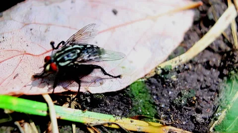 Fly musca close up Stock Footage 52955663