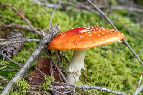 Fly mushroom in forest Stock Photos