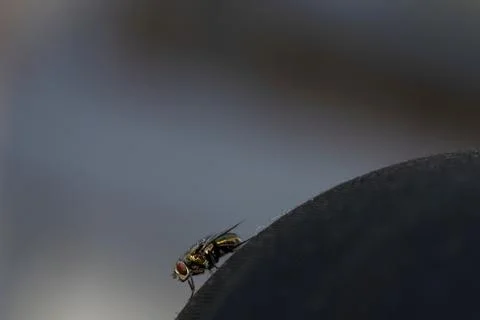 Fly on my knee Stock Photos