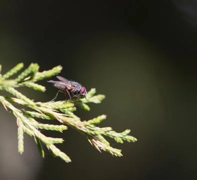Fly in nature. macro Stock Photos