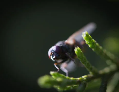 Fly in nature. macro Stock Photos