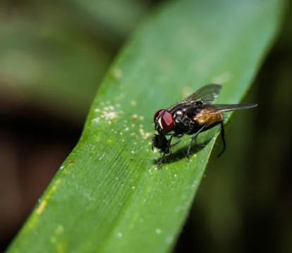 Fly in the nature Stock Photos