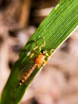 Fly in the nature Stock Photos