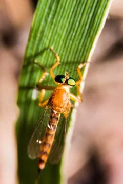 Fly in the nature Stock Photos