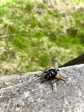 A fly in the nature Stock Photos