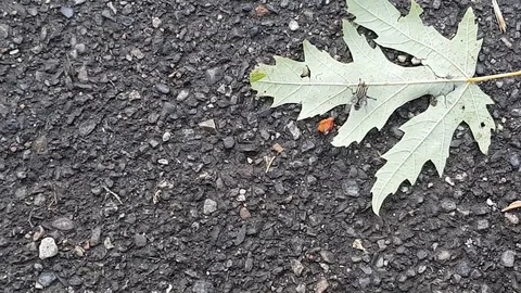 Fly near a leaf on the asphalt Video stock 77007446