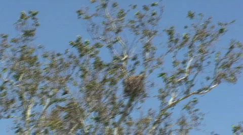 Fly To Nest-A Stock Footage 756521