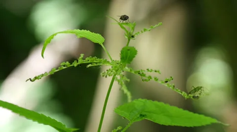 Fly on the Nettle Leaf Stock Footage 39932771
