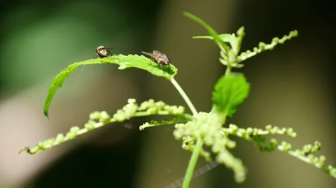 Fly on the Nettle Leaf 動画素材 39932795