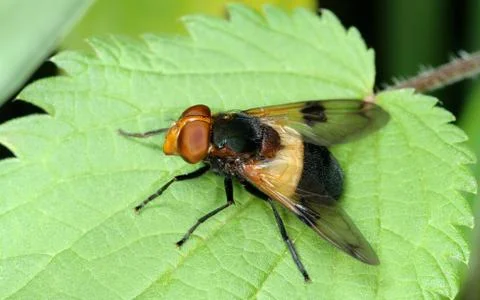 Fly on nettle leaf Stock Photos