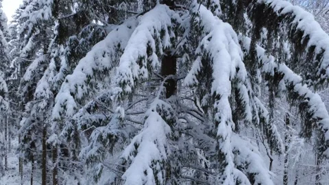 Fly up next to Pine Vídeos de archivo 325742574