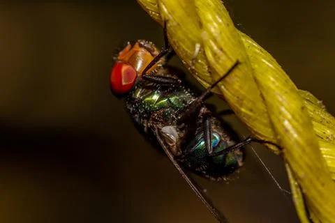 A fly on a nylon rope Foto stock