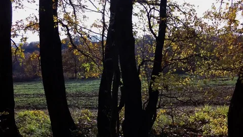 Fly in a oak forest. Dji fly Stock Footage 82310919