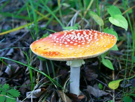 Fly ogaric Stock Photos